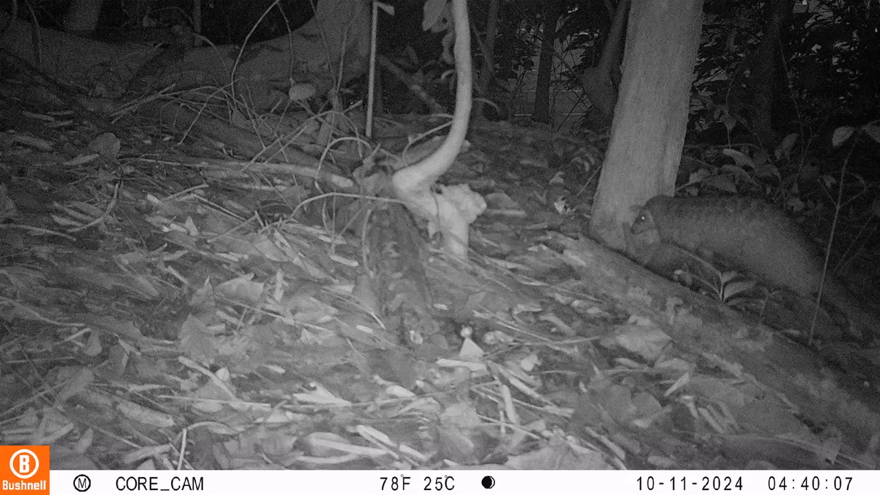 马来穿山甲多数时间属于独居状态，在晚间活动而且很胆小。（Tembusu Asia Consulting提供）