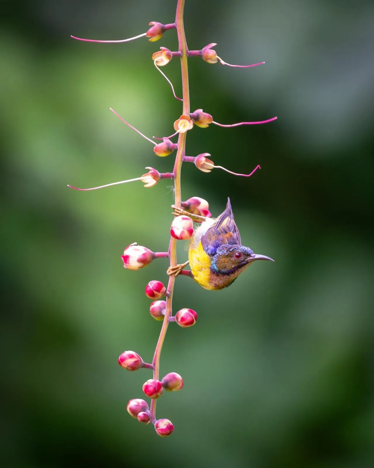 林楷霖于今年7月25日在盛港河畔公园，捕捉到一只褐喉太阳鸟（Brown-throated Sunbird）正要采蜜的身影。（受访者提供）