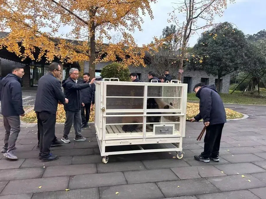 兽医和饲养员将陪同两只大熊猫到马来西亚。（东方日报）