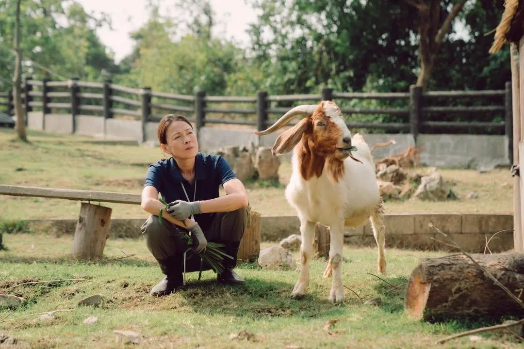 柯淑勤在剧中走不出丧女之痛，因此将情感转移到动物身上。（互联网）