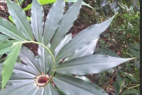 闭鞘姜的螺旋叶，根据光照调整方向。（作者提供）