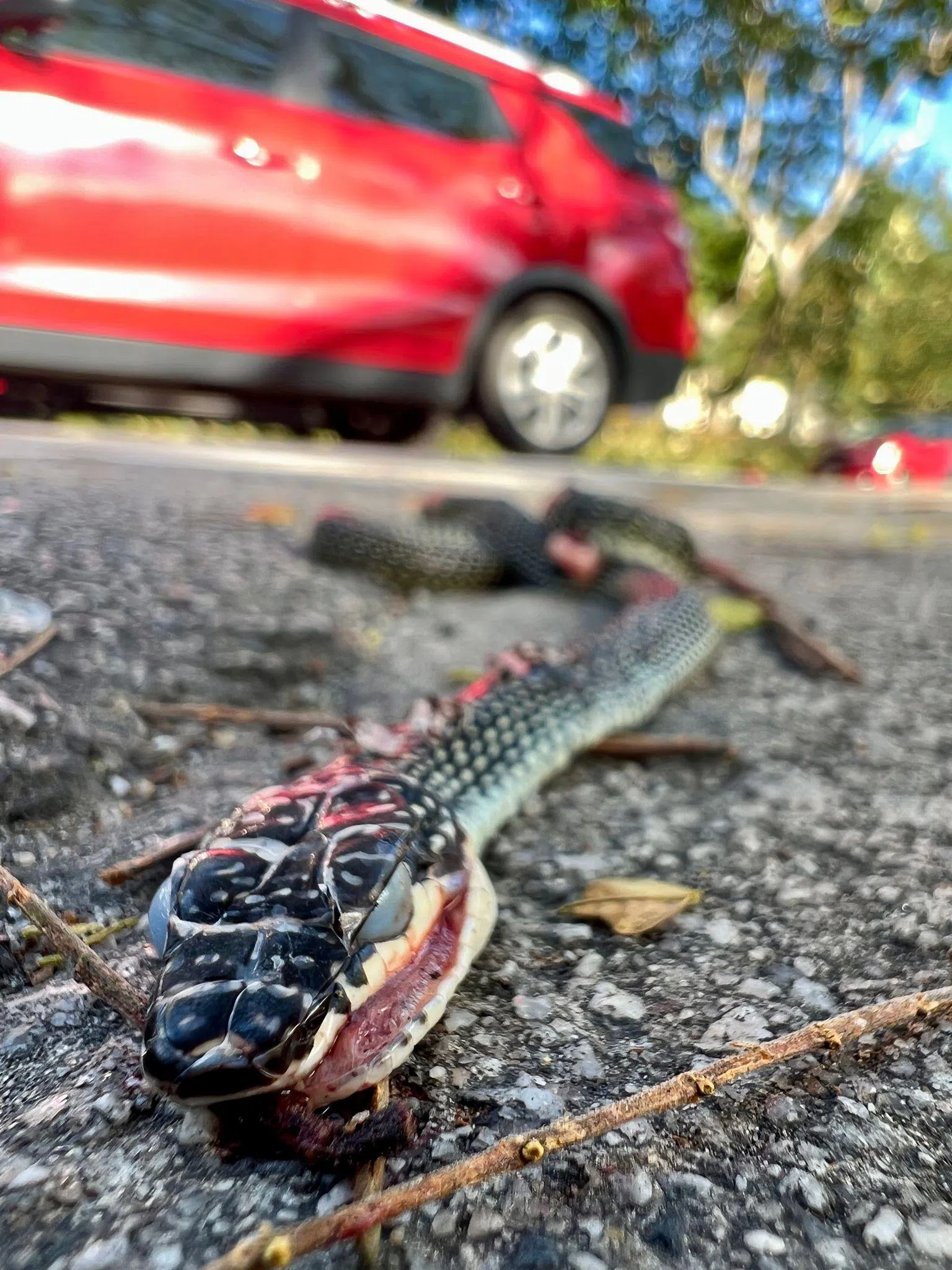 一条天堂金花蛇遭车子碾过。（公众Brice Li提供）