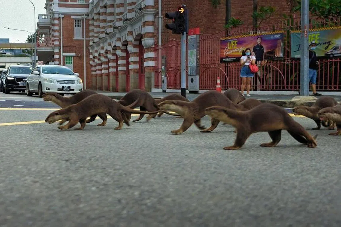 新加坡江獭全岛趴趴走上演寻亲记，却险象百出。（BBC Studios提供）