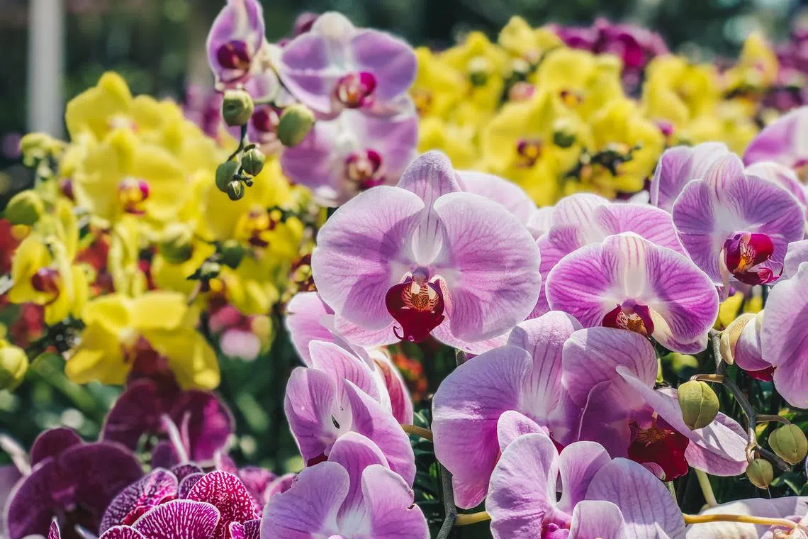 配合我国建国60周年和国庆，8月份花穹将重现“兰花盛事”（Orchid Extravaganza）。公众可欣赏以各色胡姬花拼凑打造的本地地标等。（滨海湾花园提供）