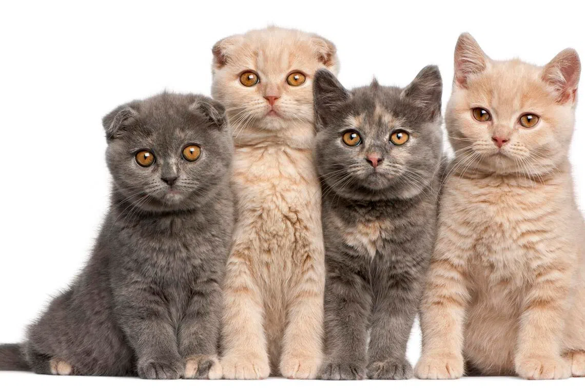 被告刘素茵从乌克兰和澳大利亚进口英国短毛猫和苏格兰折耳猫。（示意图／iStockphoto）