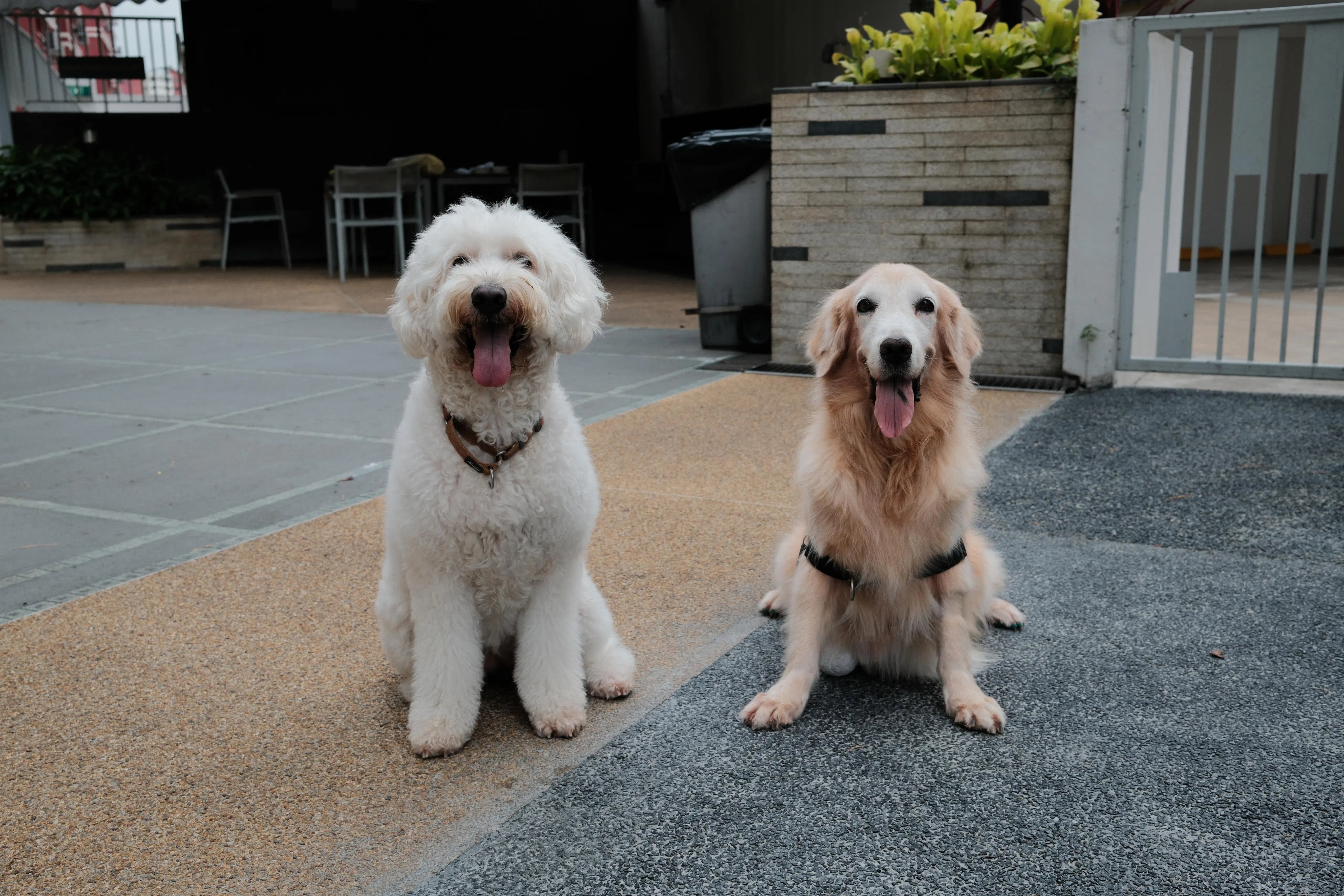 马幼玲的两只爱犬，分别是12岁的Abby（右）和五岁的Sadie。（受访者提供）