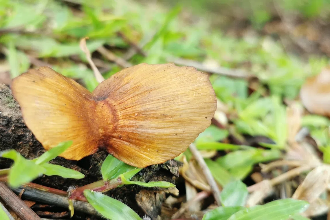 无法展翅高飞的蝶翅果。（夏心摄）