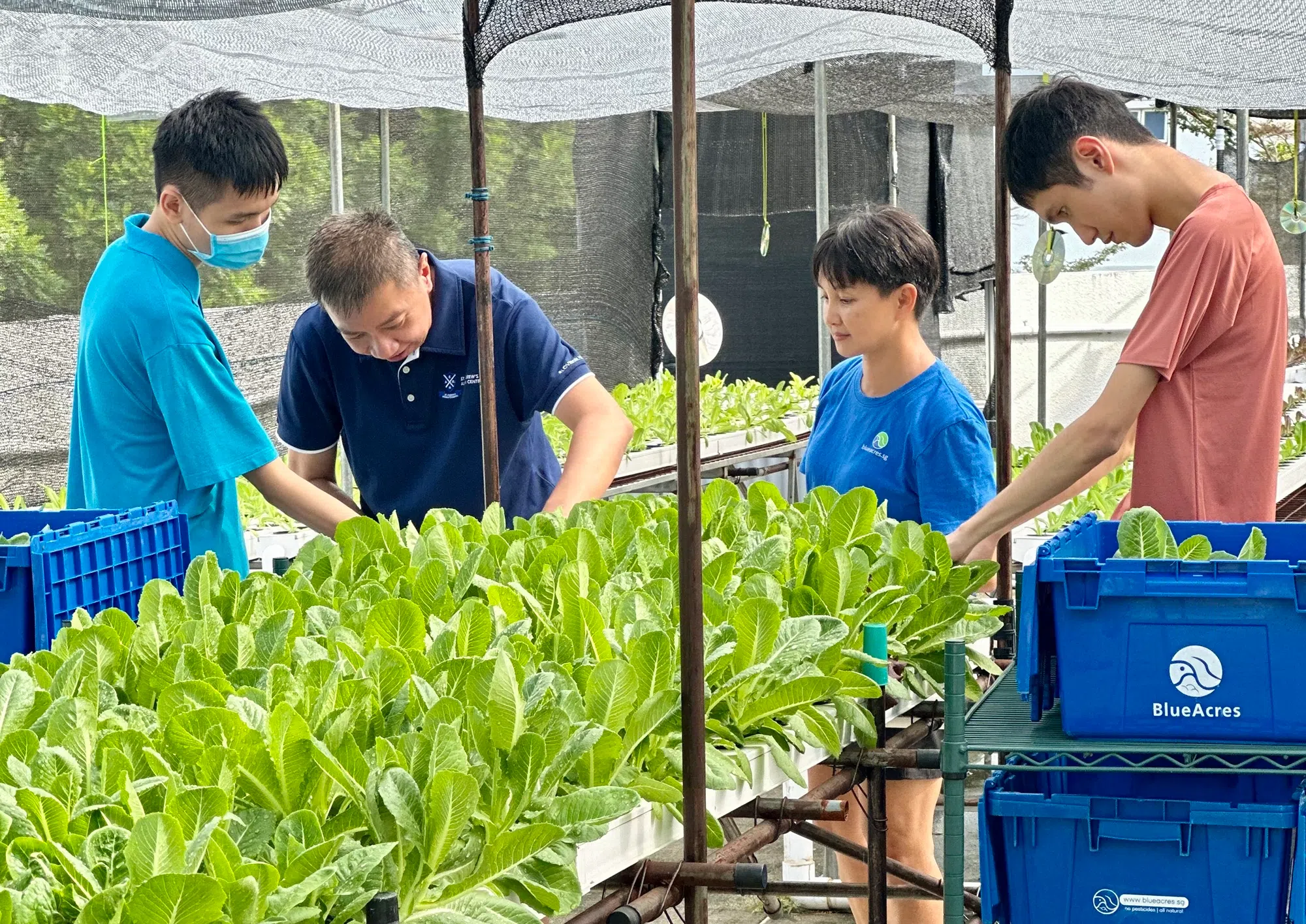 BlueAcres在圣安德烈自闭症中心经营天台农场，向客户和学生传授农耕知识。（图/BlueAcres提供）