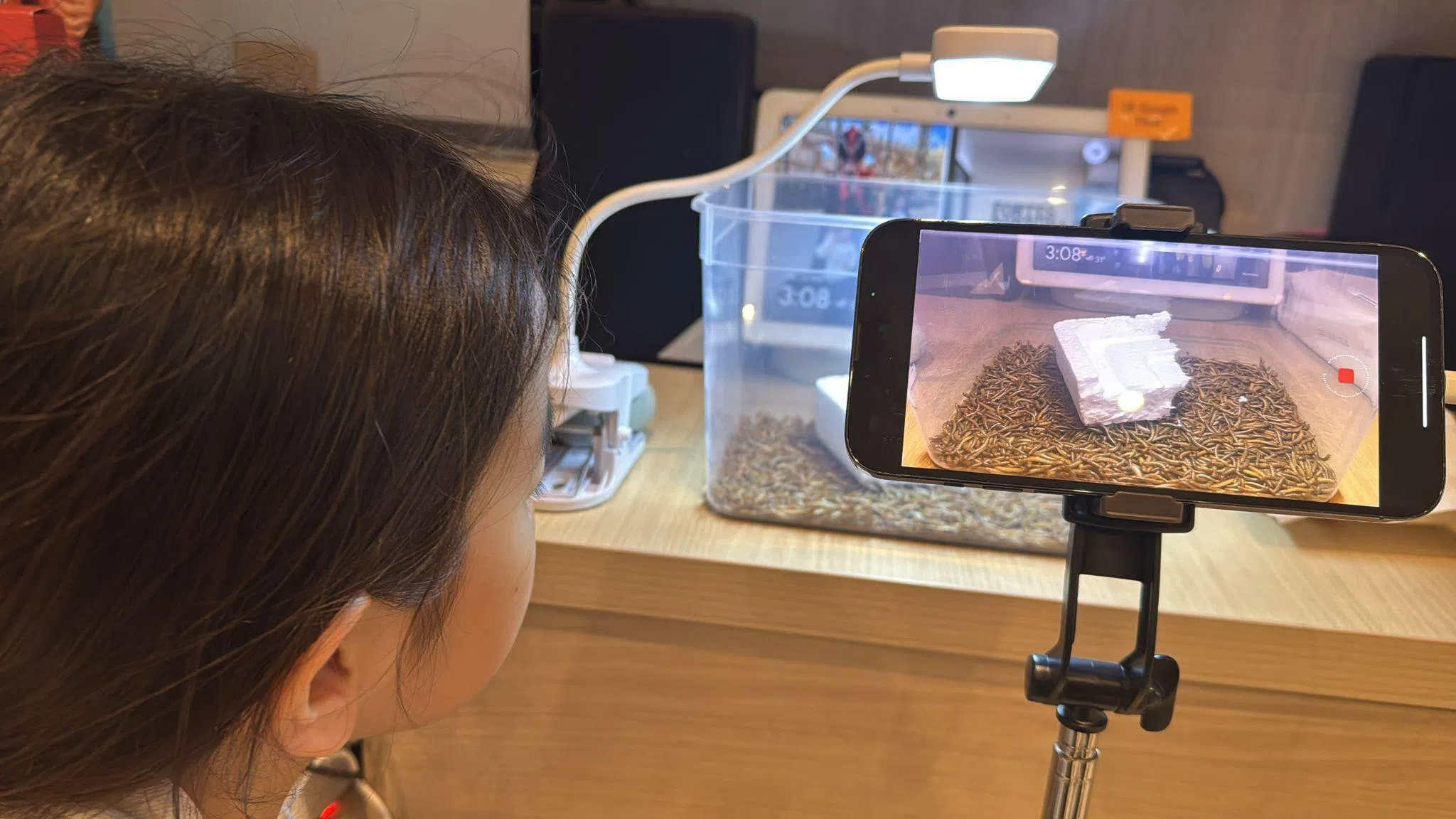 林紫微通过观察面包虫啃食泡沫塑料，探索利用生物分解塑料的可能性。（受访者提供）