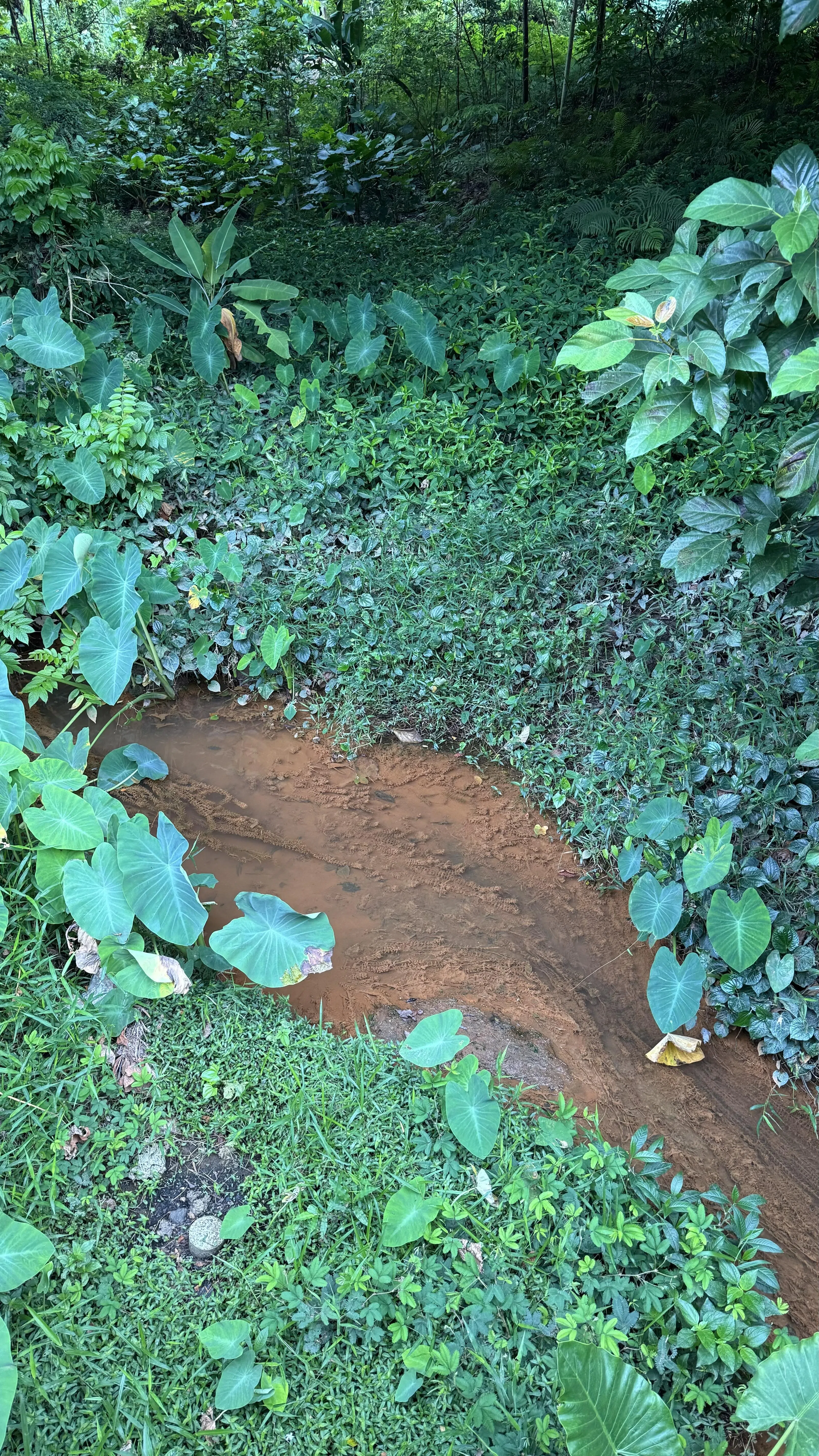 小溪中的水草被泥沙染黄。（陈宇昕摄）