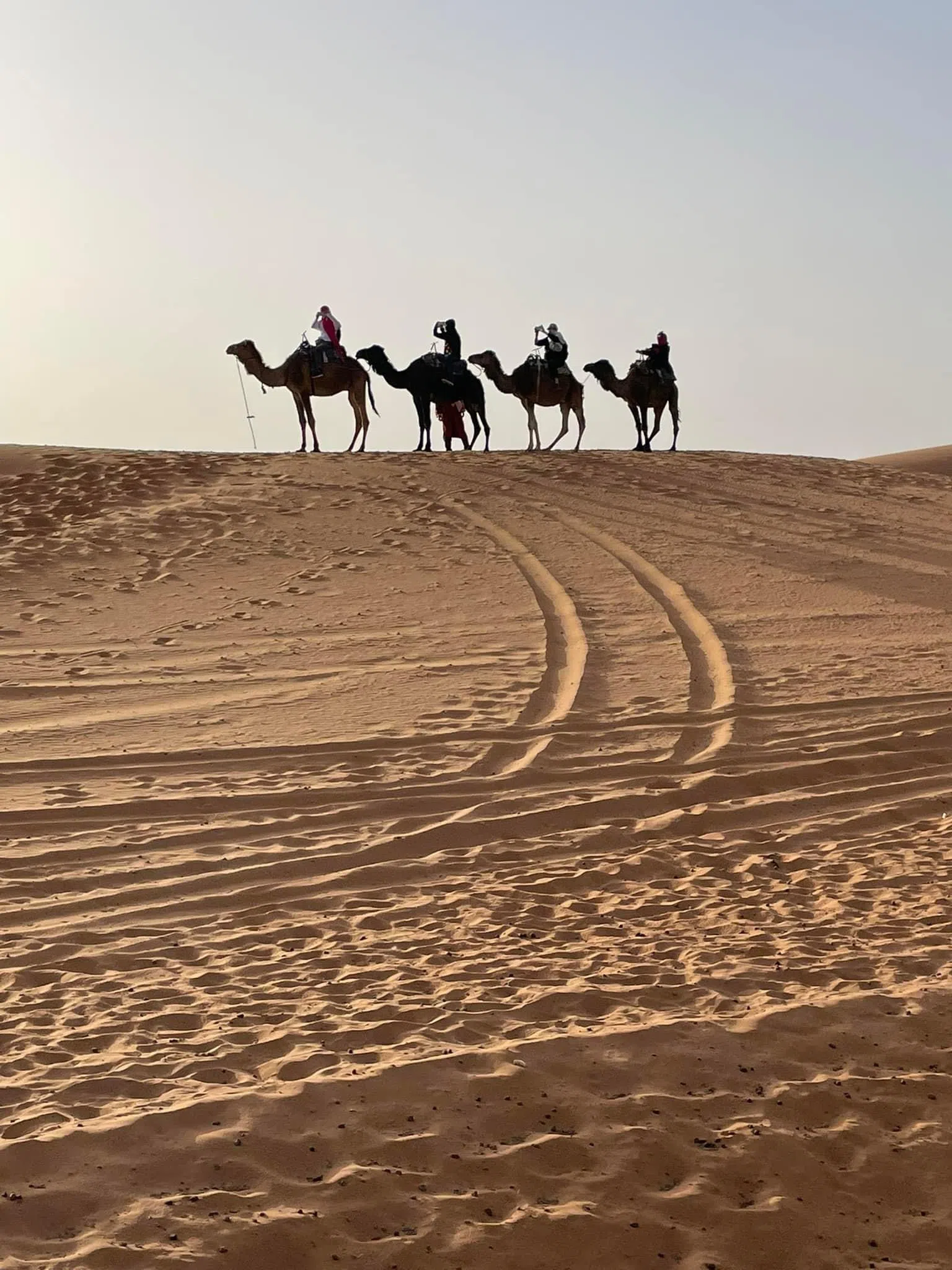骆驼队在世界最大的撒哈拉沙漠缓步前行。（王华儿摄）