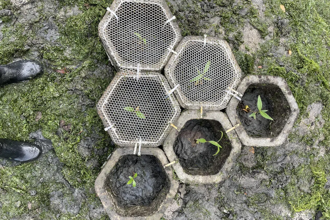 混凝土模块约36厘米宽，27厘米高，六个盾构合成三角形，可提高整体承受海浪的稳定性。（受访者提供）