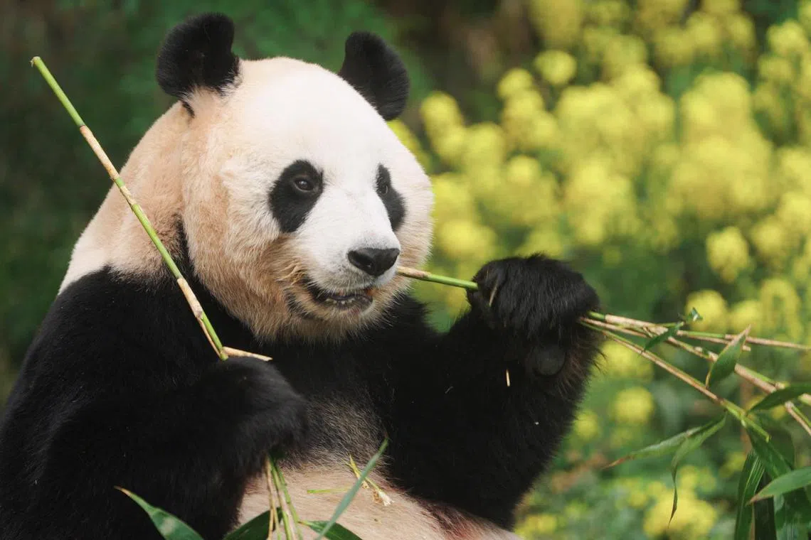 福宝在韩国是“网红熊猫”，圈粉无数。（嘉华院线提供）