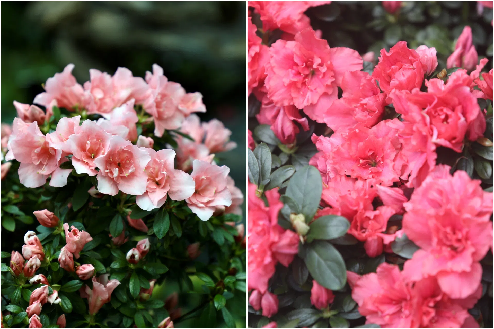 滨海湾花园云雾林设置“香格里拉杜鹃天堂”花卉展，展出超过15种色彩鲜艳的杜鹃花。（陈心媛摄）