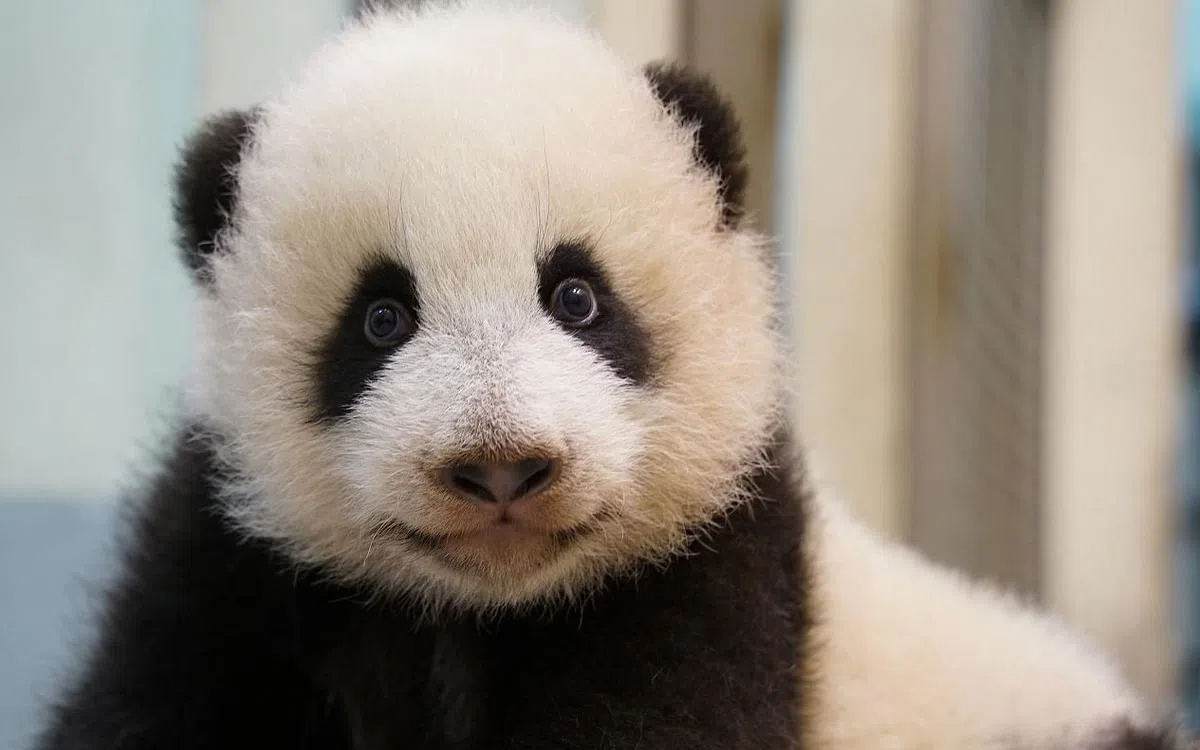 “圆宝”寓意吉利也代表熊猫宝宝是人民心中的宝贝。（取自台北市立动物园面簿）