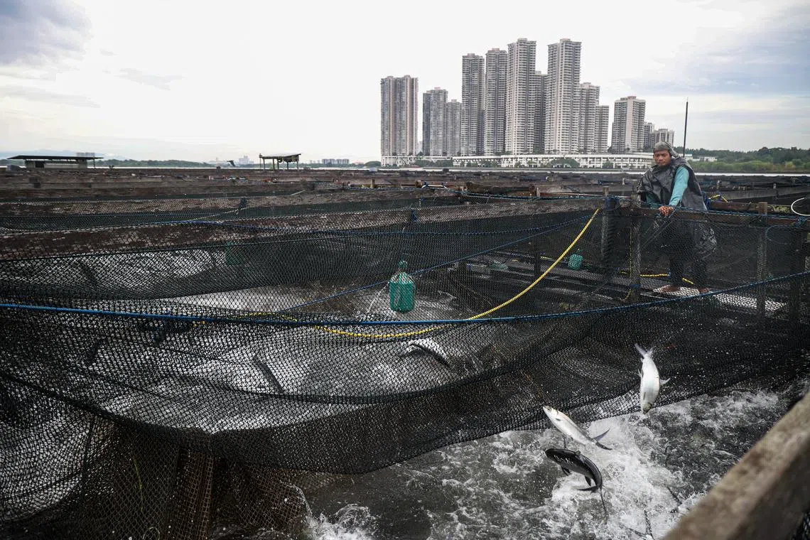 林鑫源最开心的事是看到鱼儿活蹦乱跳。（关俊威摄）