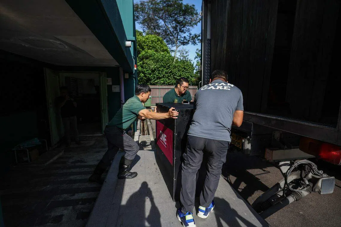 企鹅宜居的温度在12摄氏度左右，运输车和室内温度都须要保持在这一温度。（白艳琳摄）