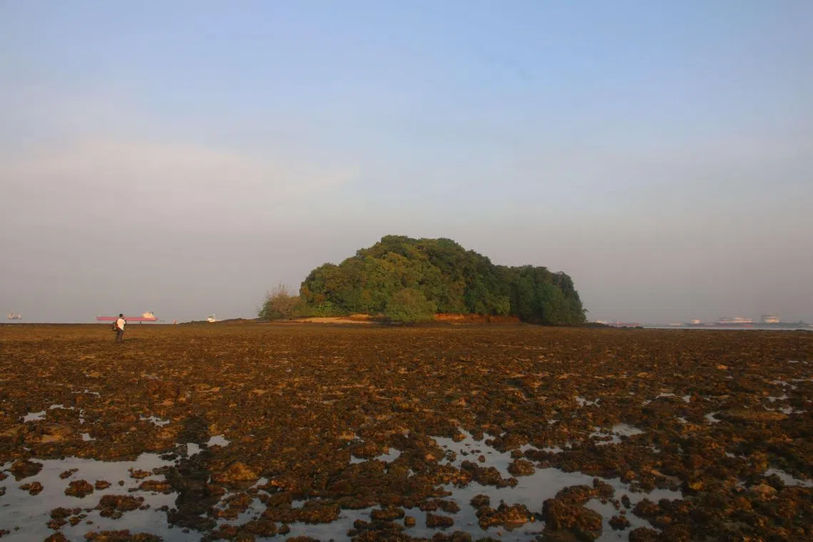 我国南部岛屿是重要的栖息地，孕育超过6500个动植物分类群。（陈勇豪提供）
