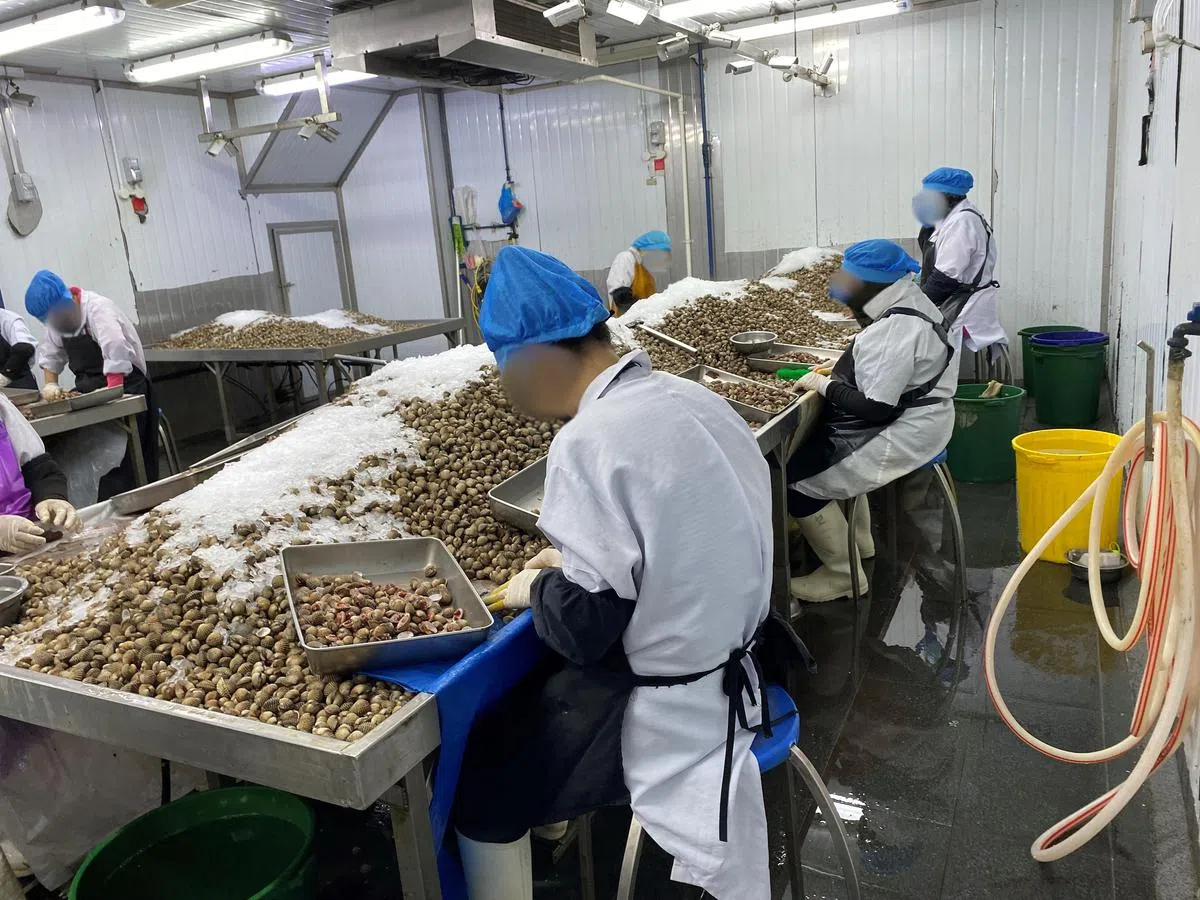 食品局在兀兰一家无执照加工厂起获逾1000公斤的血蚶。（食品局提供）