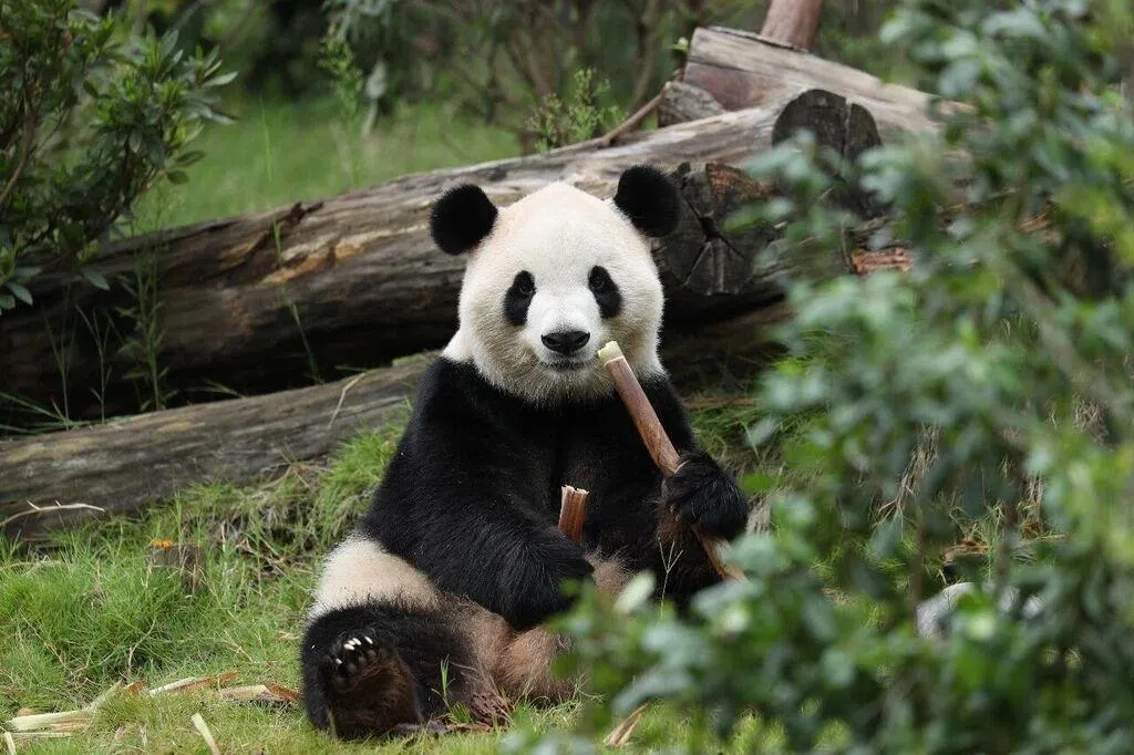 习特会前“熊猫外交”再启动 一对大熊猫将赴美