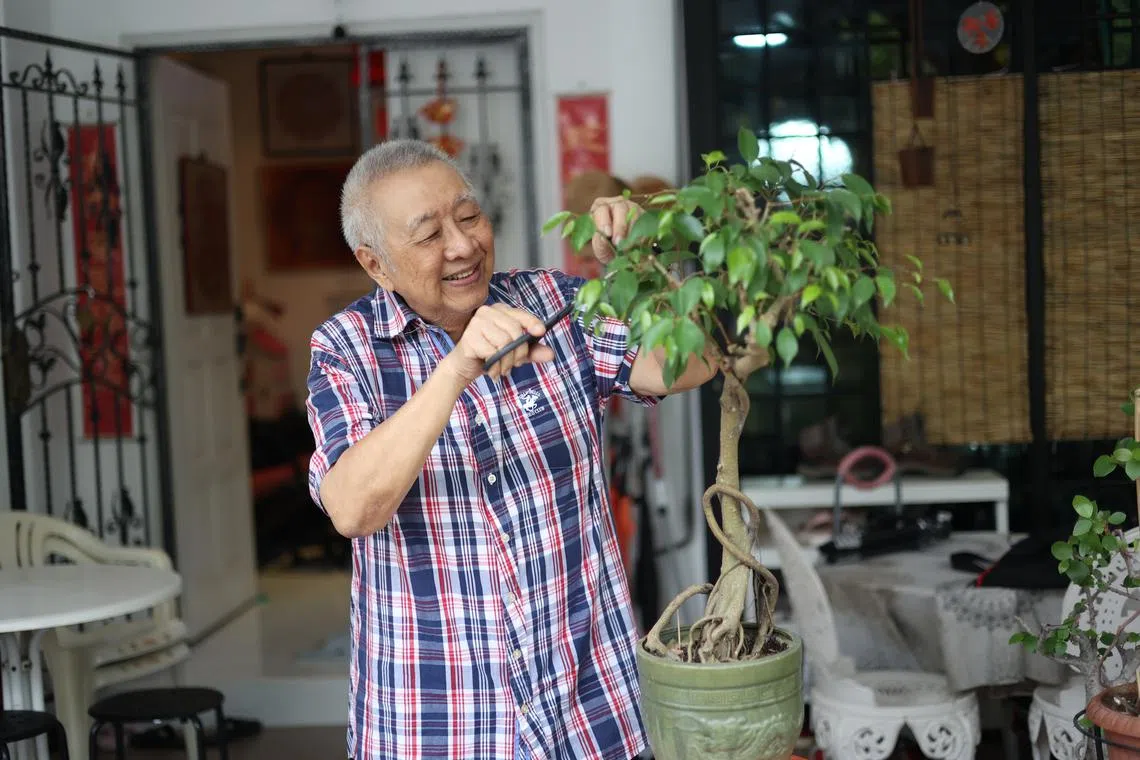 尽管年事已高，陈更生闲暇时仍喜欢在自家花园里修剪盆栽，对他而言，人人都有“绿手指”。（郑一鸣摄）