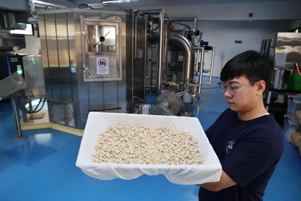 Mottainai与本地豆制品生产商合作，在回收的豆渣中，加入专有的面粉混合物和霉菌培养物，再用两天时间发酵，制成植物肉。（梁麒麟摄）